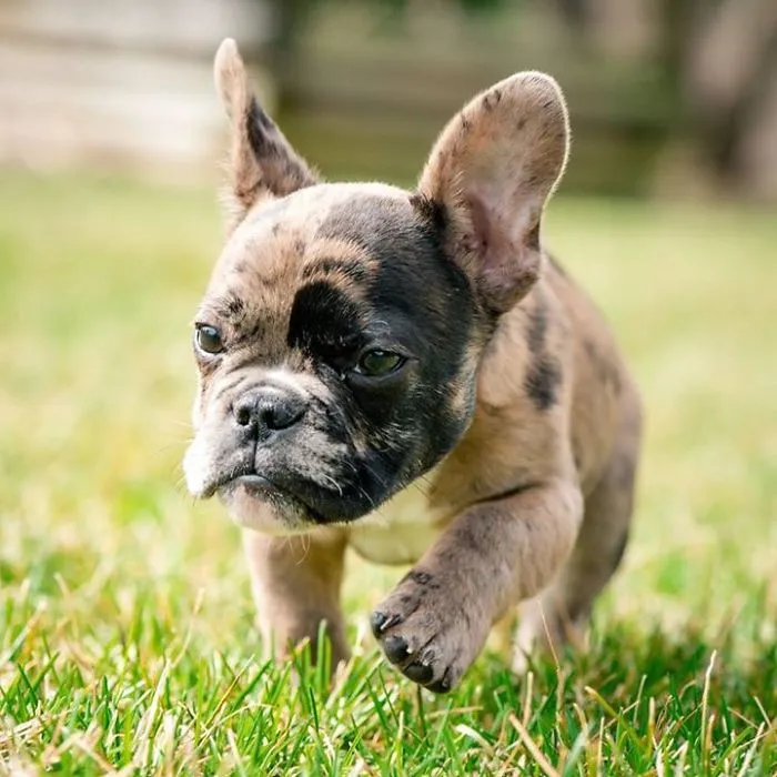 French Bulldog + Corgi