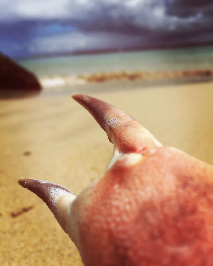 Crabnasty Longs To Return To His Home In The Ocean