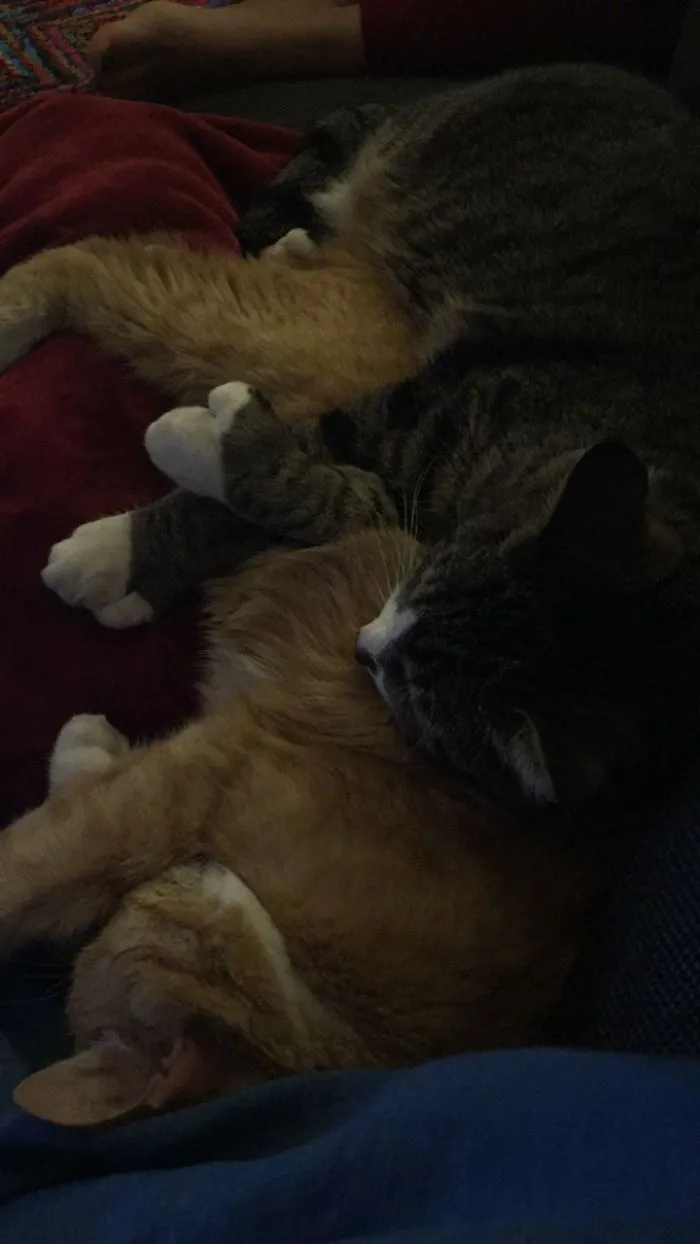 Aww So Comfortable