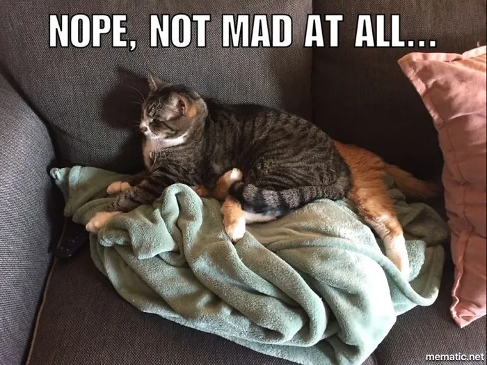 My Cat Gets Mad When She Doesn't Get Her Way.