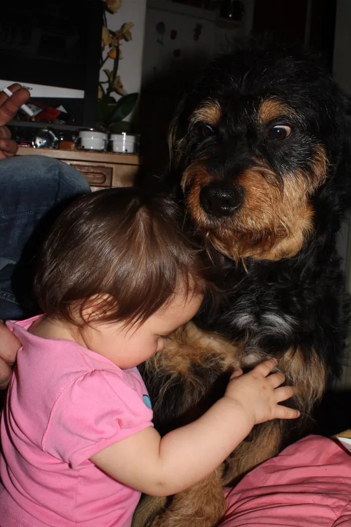 My Dog Nico Is Afraid Of Little Humans.
