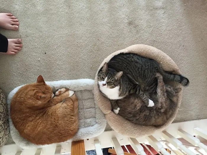 What?? I Fits Too