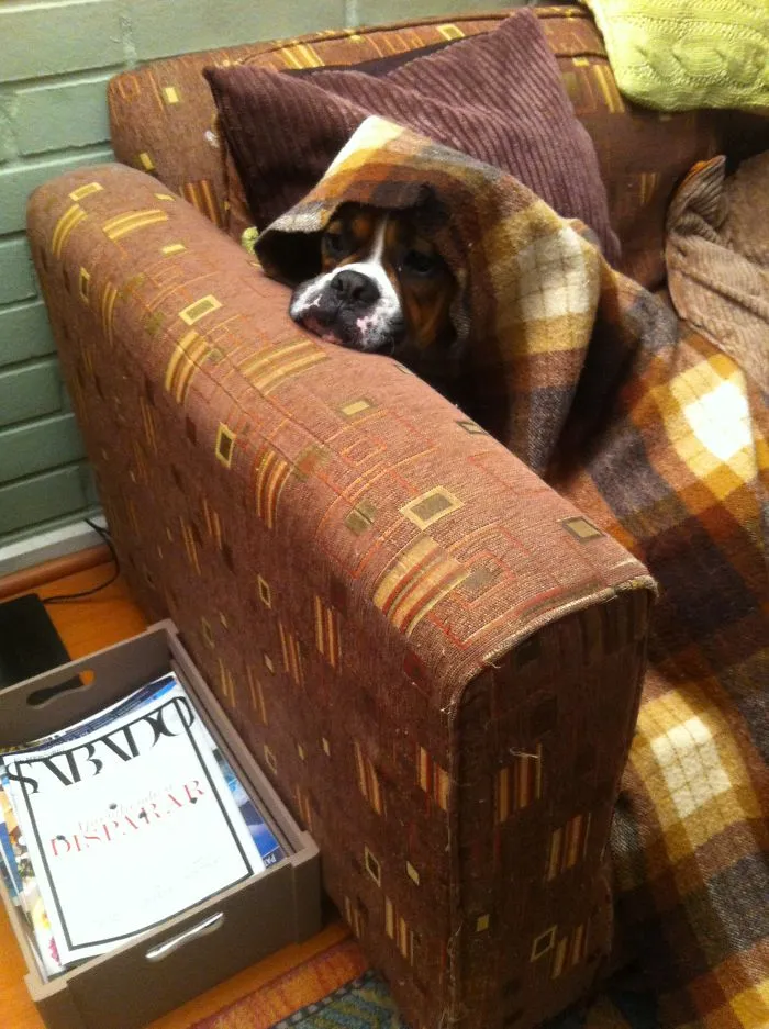 My Dog Is Afraid Of Storm.. So He Hide!