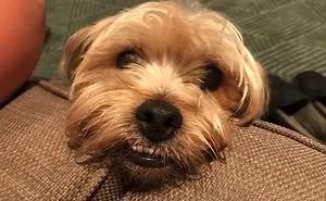30 Times Dogs Tried To Bend Human Rules, And It Was Hilariously Adorable