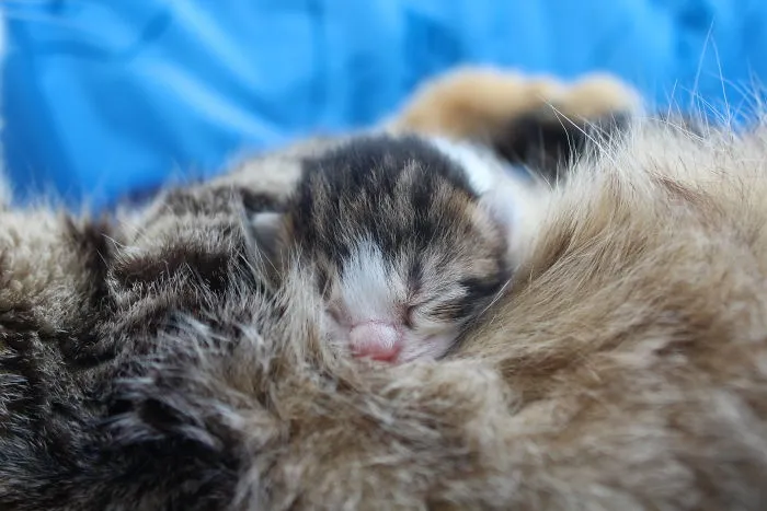 Ι Photographed My Kittens From The Moment They Were Born Until They Were Only One Month Old