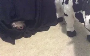156 Dogs Who Are Afraid Of The Most Ridiculous Things