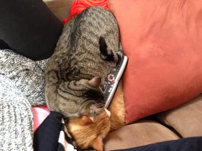 No Space? Hmmm I'll Just Lay On You