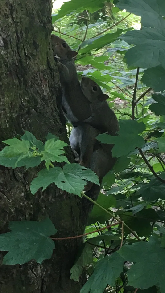 Squirrels In The Wood