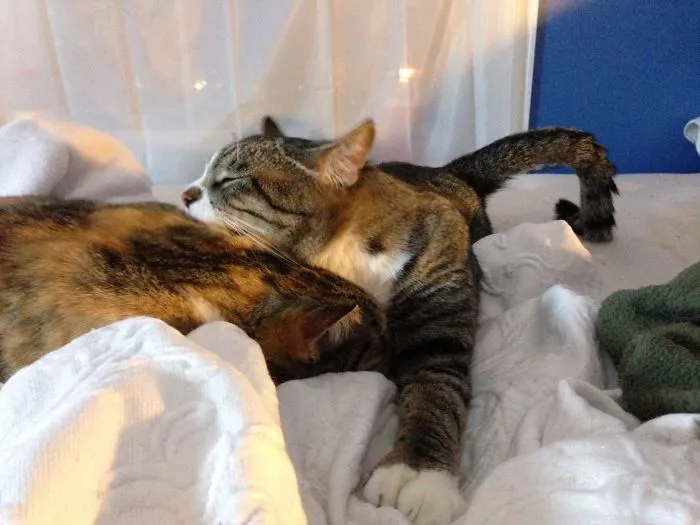 That Tail...