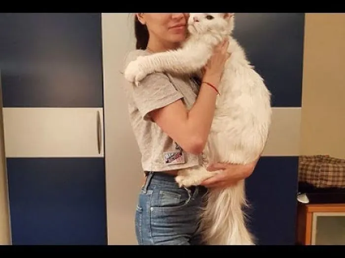 Giant Cat Is Addicted To Cuddles, So His Owner Is The Luckiest Human Alive