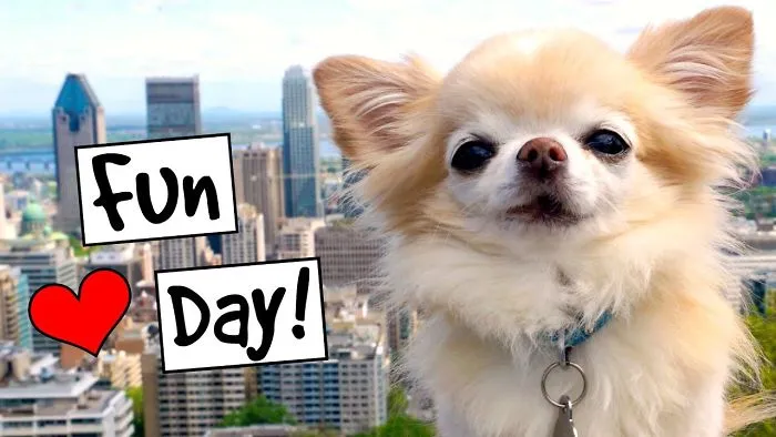 My Puppy Size Chihuahua's Fun Day At Mount Royal In Montreal