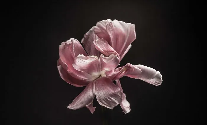 I Take Photographs Of Flowers As They Are Dying