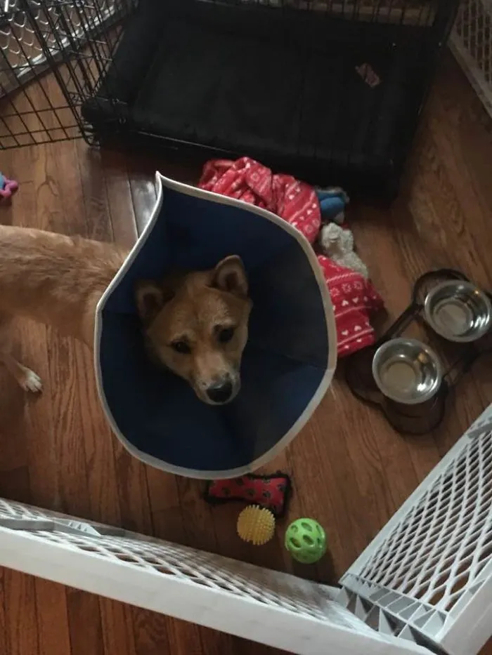 Neutered  At 6 Months And Afraid To Leave His Puppy Pen