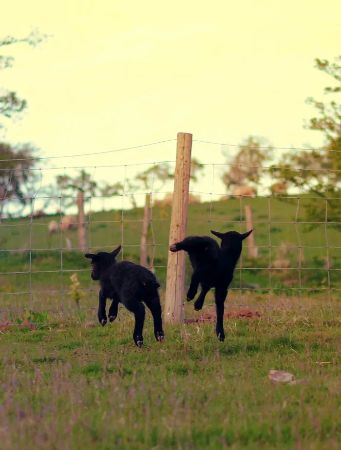 My Family Bought 27 Animals And Moved Up A Mountain