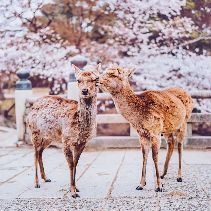 Nara