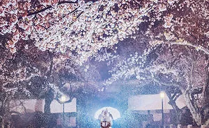 I Bought Tickets To Japan During The Cherry Blossom, But Ended Up In A Pink Fairy Tale Instead