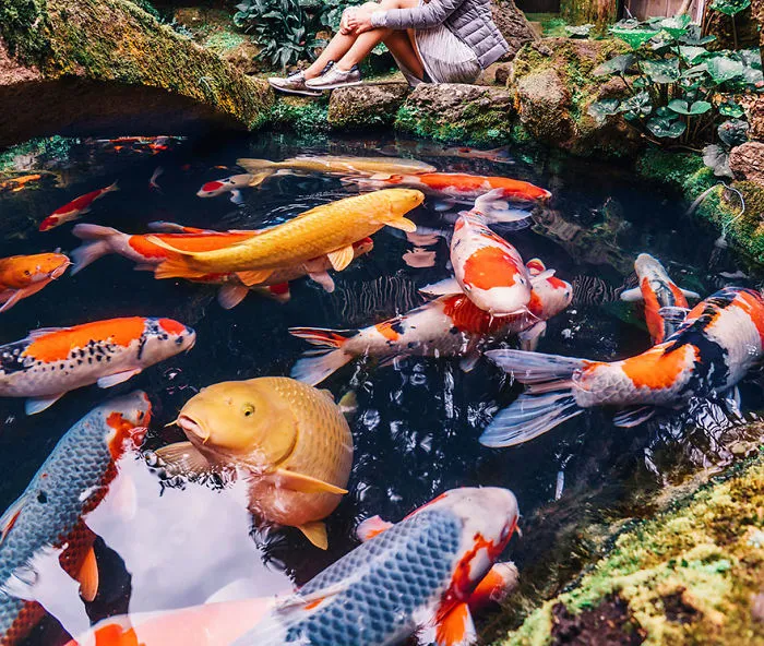 Kyoto