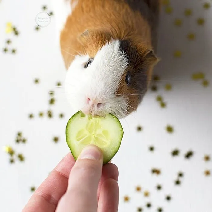 I Recently Lost My Guinea Pig Archie And Here’s My Tribute To Him