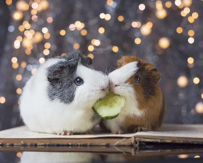 I Recently Lost My Guinea Pig Archie And Here’s My Tribute To Him