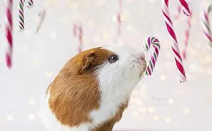 I Recently Lost My Guinea Pig Archie And Here’s My Tribute To Him