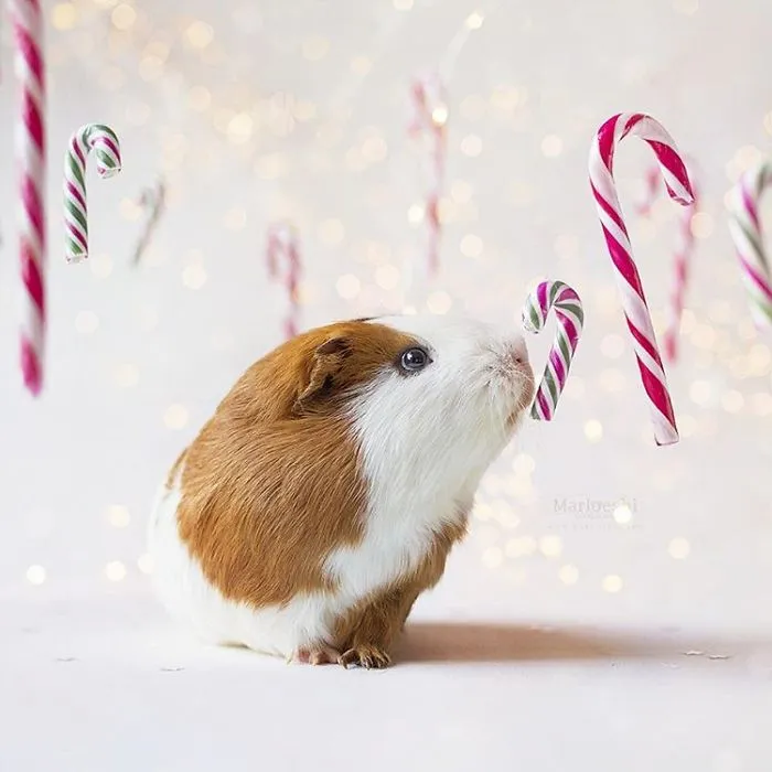 I Recently Lost My Guinea Pig Archie And Here’s My Tribute To Him