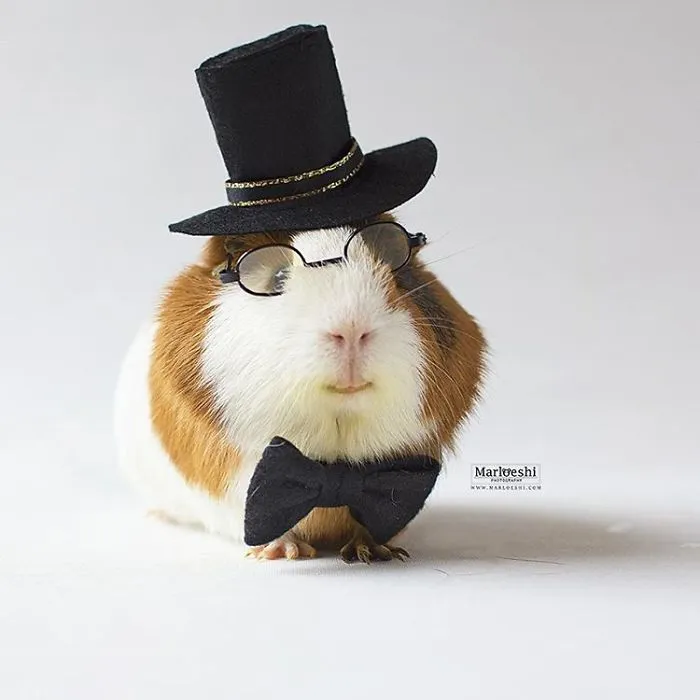 I Recently Lost My Guinea Pig Archie And Here’s My Tribute To Him