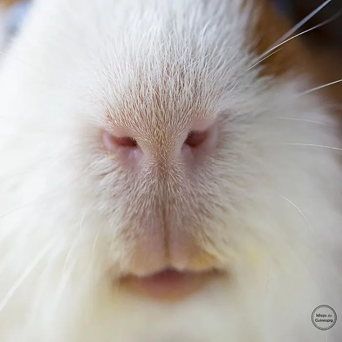 I Recently Lost My Guinea Pig Archie And Here’s My Tribute To Him