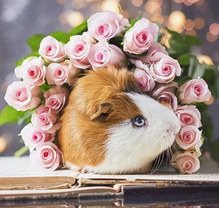 I Recently Lost My Guinea Pig Archie And Here’s My Tribute To Him