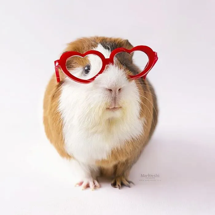 I Recently Lost My Guinea Pig Archie And Here’s My Tribute To Him
