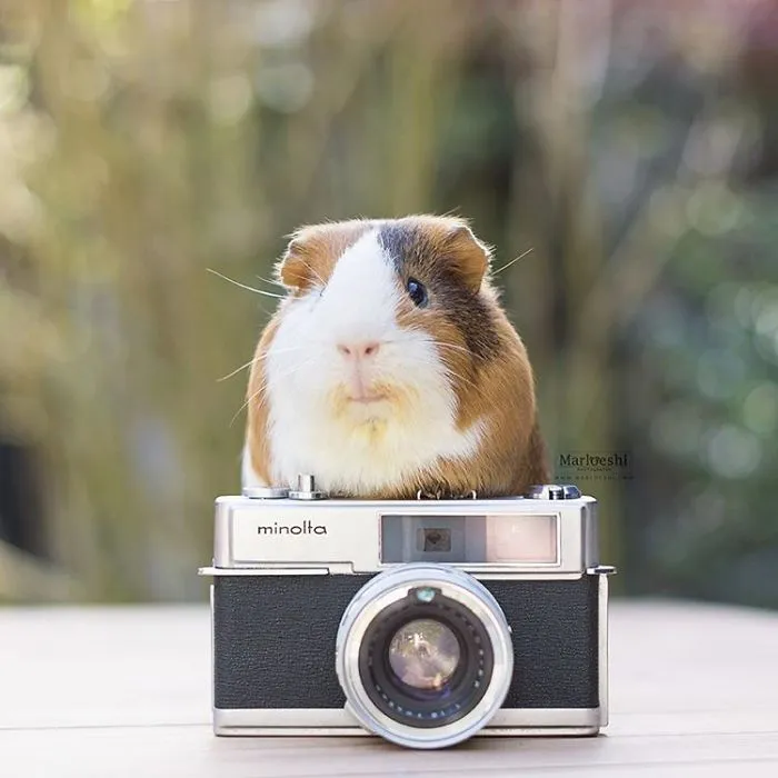 I Recently Lost My Guinea Pig Archie And Here’s My Tribute To Him