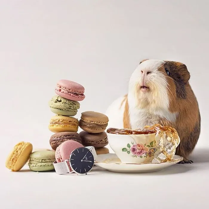 I Recently Lost My Guinea Pig Archie And Here’s My Tribute To Him
