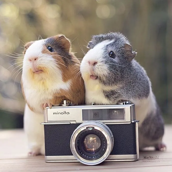 I Recently Lost My Guinea Pig Archie And Here’s My Tribute To Him