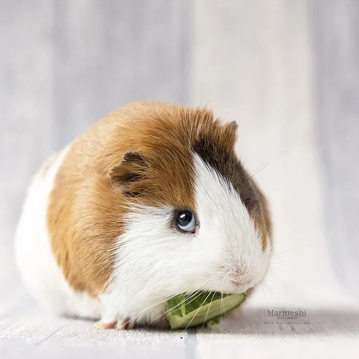 I Recently Lost My Guinea Pig Archie And Here’s My Tribute To Him