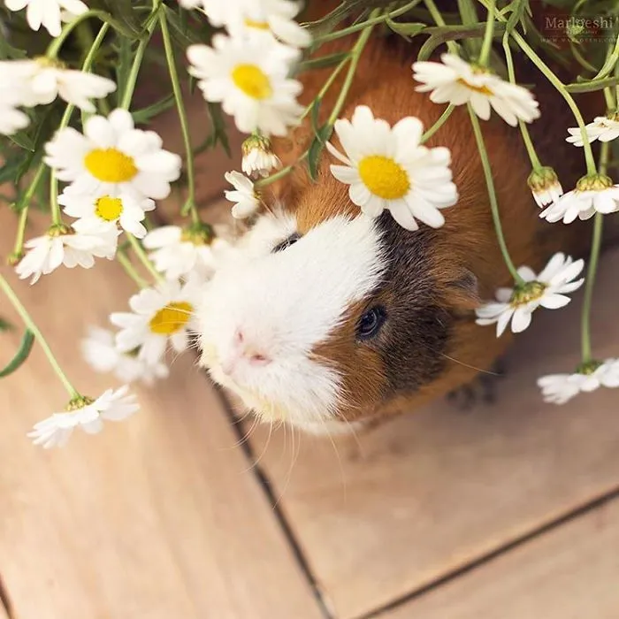 I Recently Lost My Guinea Pig Archie And Here’s My Tribute To Him
