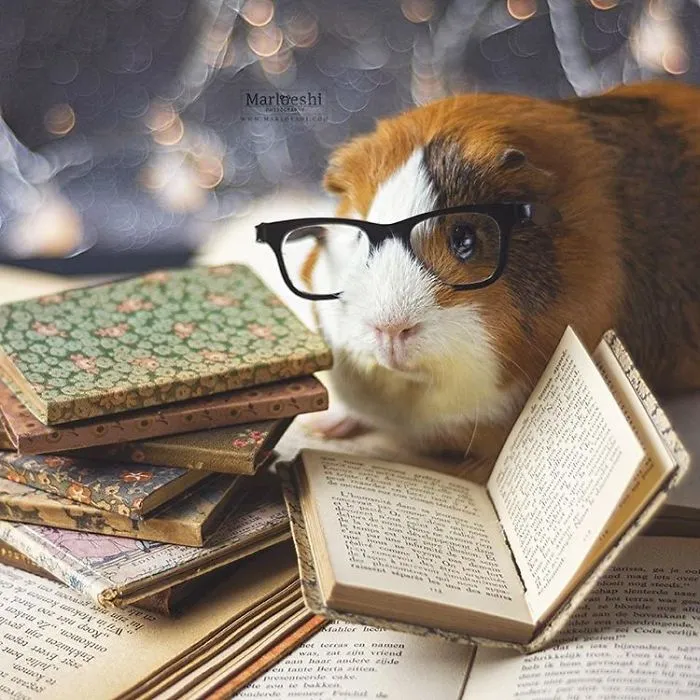 I Recently Lost My Guinea Pig Archie And Here’s My Tribute To Him