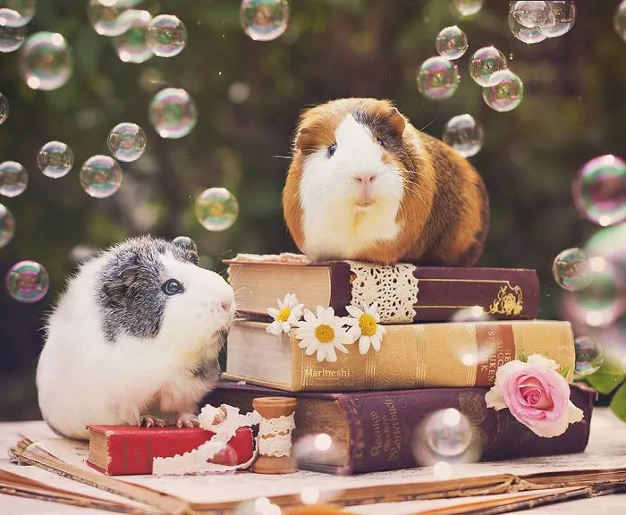 I Recently Lost My Guinea Pig Archie And Here’s My Tribute To Him