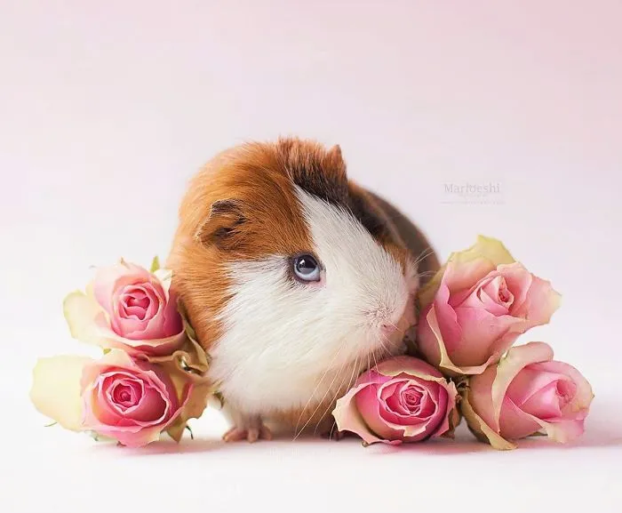 I Recently Lost My Guinea Pig Archie And Here’s My Tribute To Him