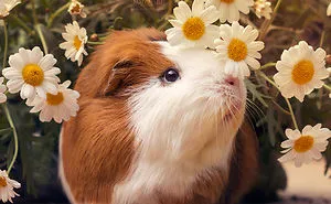 I Recently Lost My Guinea Pig Archie And Here’s My Tribute To Him