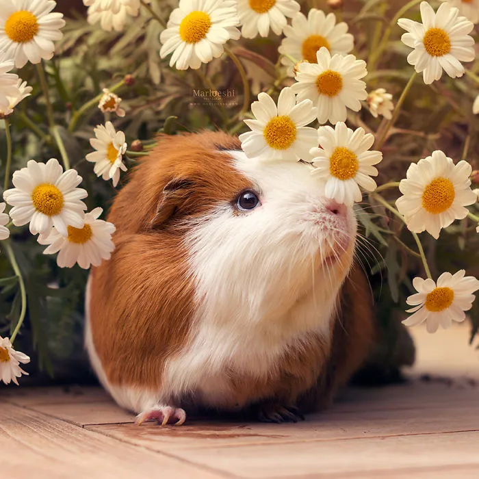 I Recently Lost My Guinea Pig Archie And Here’s My Tribute To Him