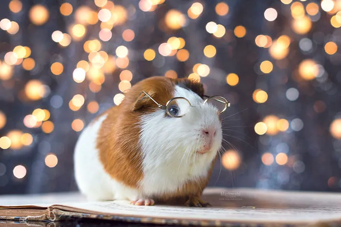I Recently Lost My Guinea Pig Archie And Here’s My Tribute To Him