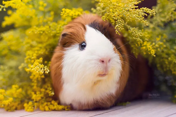I Recently Lost My Guinea Pig Archie And Here’s My Tribute To Him