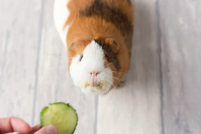 I Recently Lost My Guinea Pig Archie And Here’s My Tribute To Him