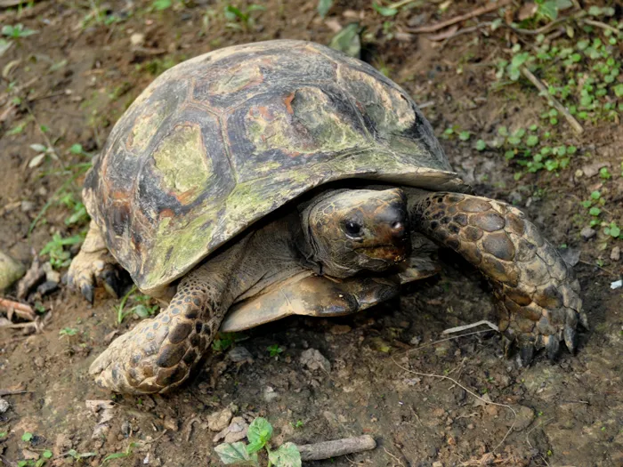 Asian Forest Tortoise