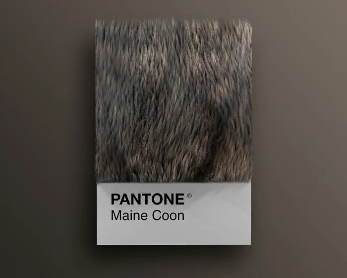 Maine Coon
