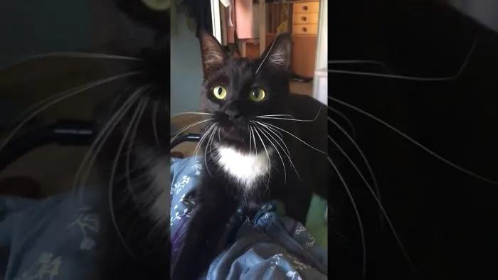Is It Really A Cat Or A Dog? Sound On!