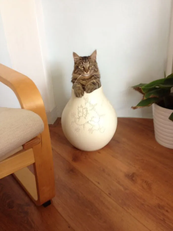 Our Neighbor's Cat Sometimes Comes Over For A Visit. Here He Thinks He's Flowers