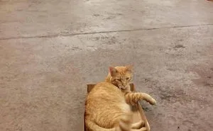 50 Of The Best "I Don't Own A Cat" Moments That Have Ever Happened To Humans