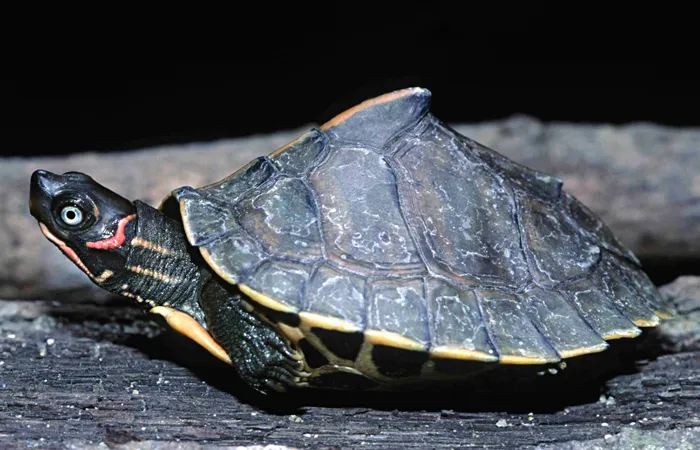 Assam Roofed Turtle