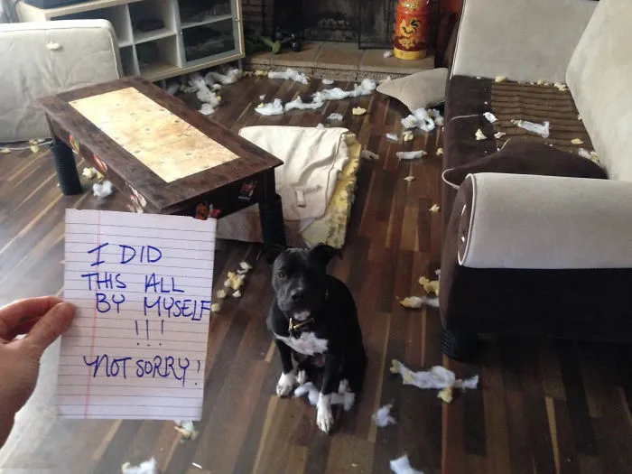 Lily Has A Fun Day While I'm At Work
