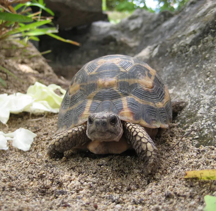 Flat-backed Spider Tortoise